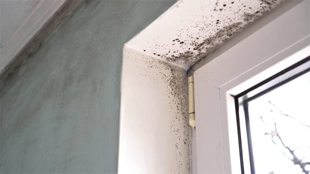 Best Toxic Mold Removal  in Aurora, TX