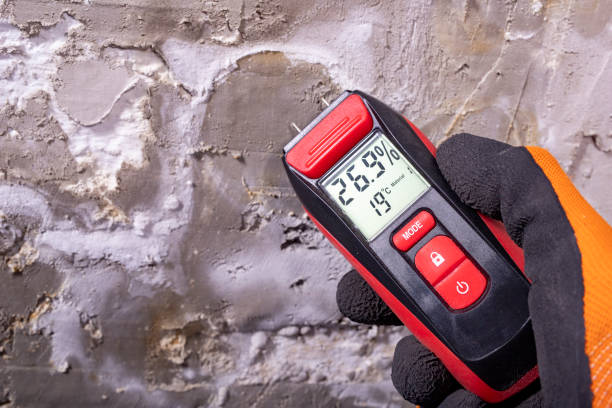 Best Black Mold Removal  in Aurora, TX
