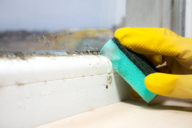 Best Mold Removal Near Me  in Aurora, TX