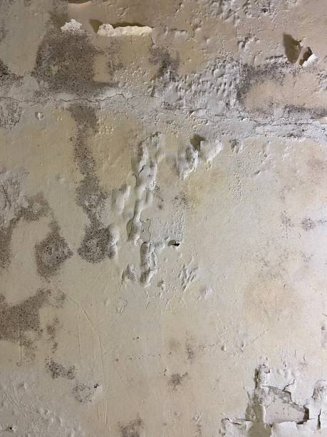 Best Mold Remediation  in Aurora, TX