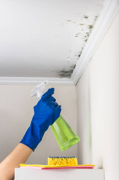 Best Mold Damage Repair  in Aurora, TX