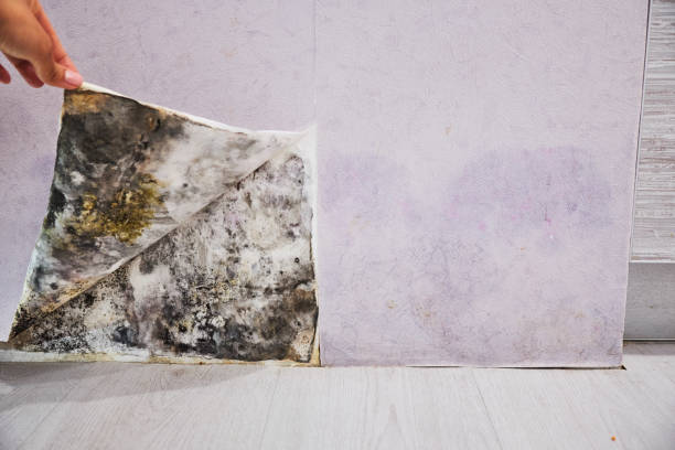 Best Residential Mold Removal  in Aurora, TX